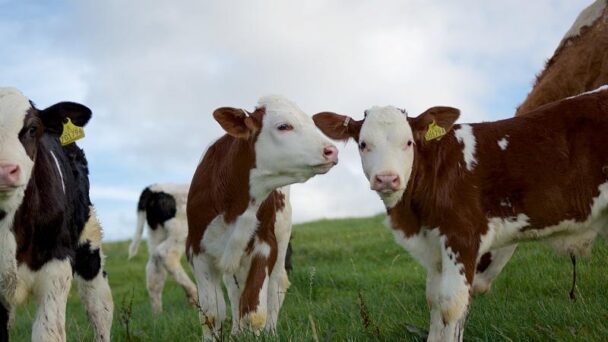 Sustainable farming with The Ethical Dairy